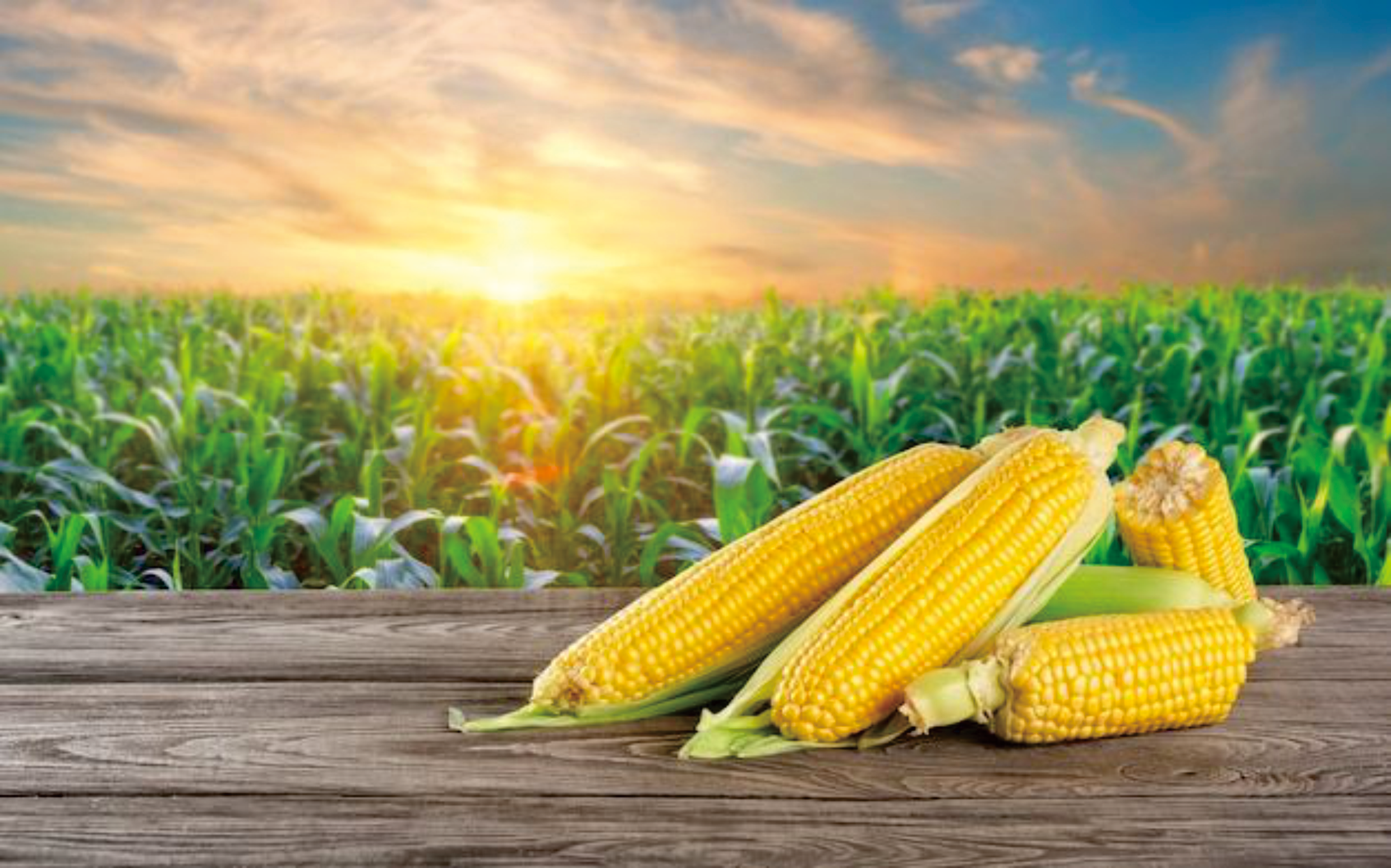 Animal Feed Corn Processing Industry